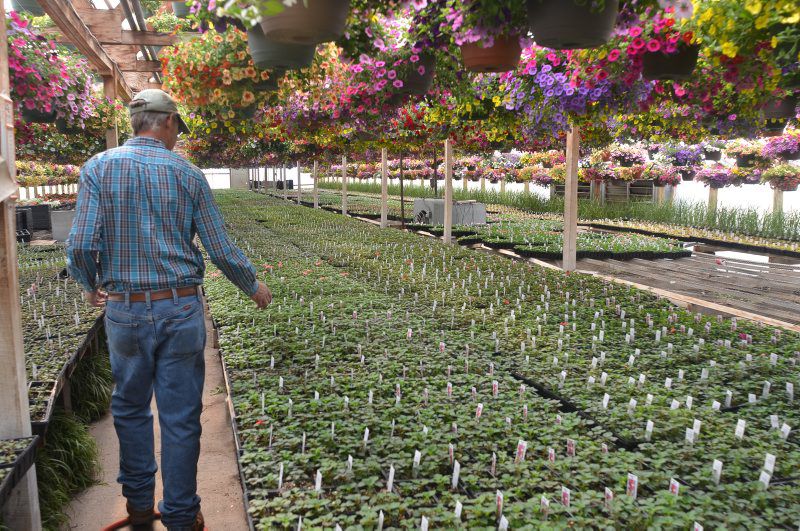 LF20190427-Impatiens-6.jpg